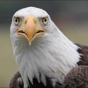 Meet your Posher, Milton